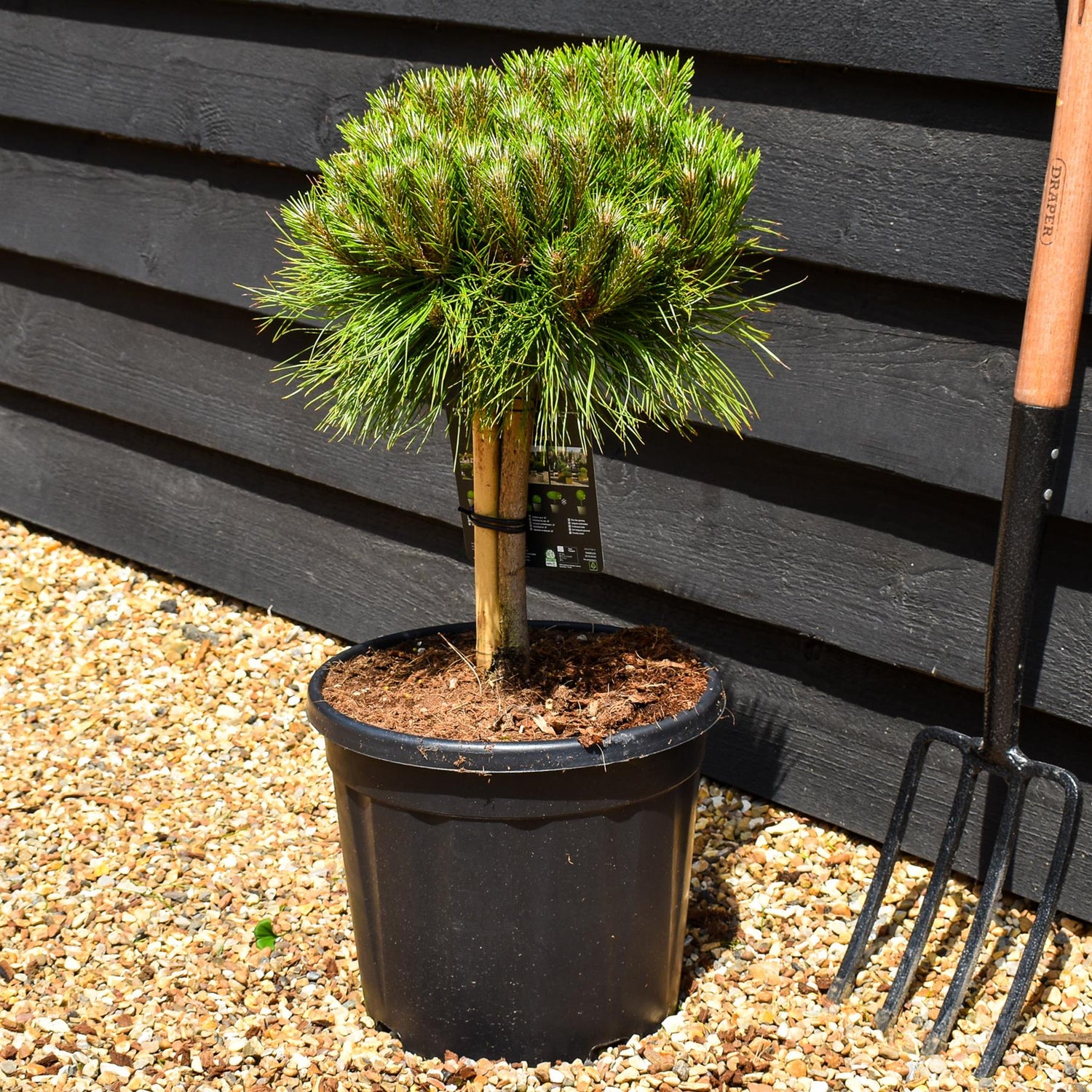 Pinus nigra 'Marie Bregeon' - Clear Stem 20cm - Girth 6-8cm - Height 40-50cm - Width 30- 40cm - 15lt