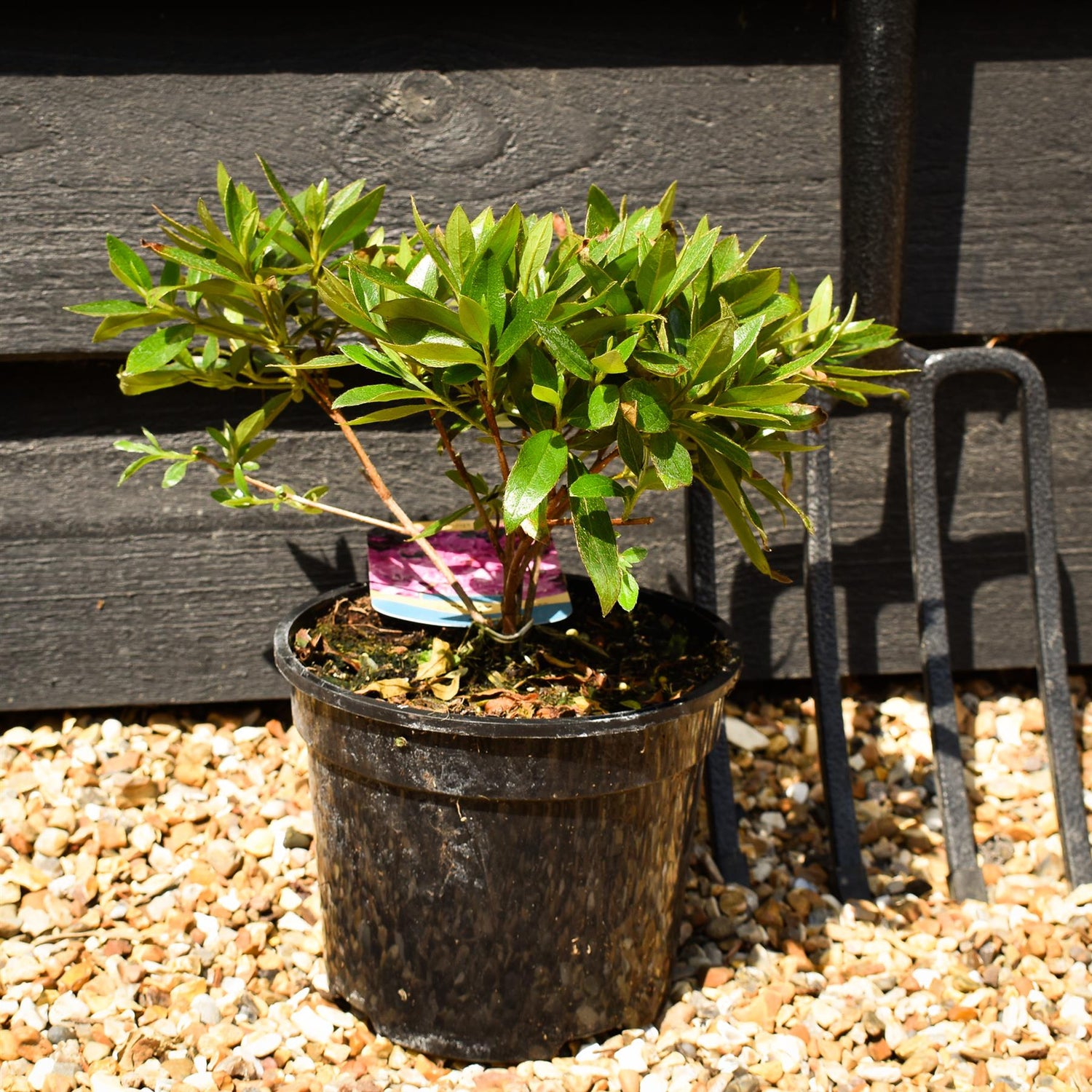 Azalea Japonica 'Blue Danube' - Height 10-20cm - Bushy - 2lt