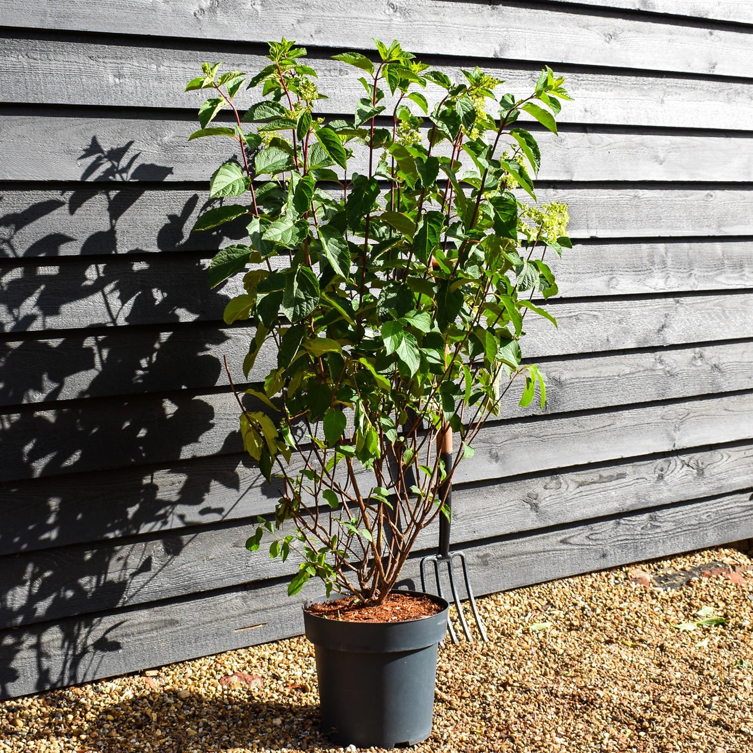 Hydrangea Paniculata 'Fraise Melba' - Height 50-60cm - 15lt