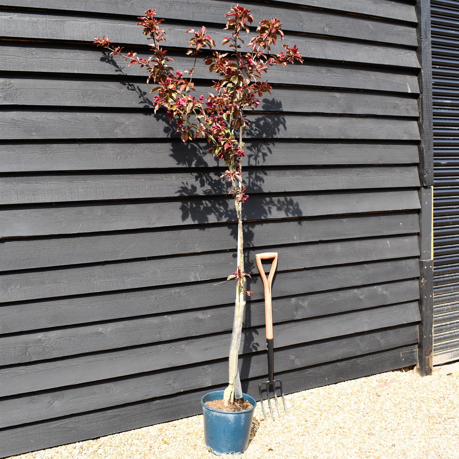 Malus Royalty | Purple Flowering Crab Apple Tree, Clear Stem - 170-200cm, 10lt