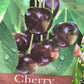 Cherry 'Sunburst' on Colt | Prunus Avium - Semi-Dwarfing - 160-170cm - 12lt