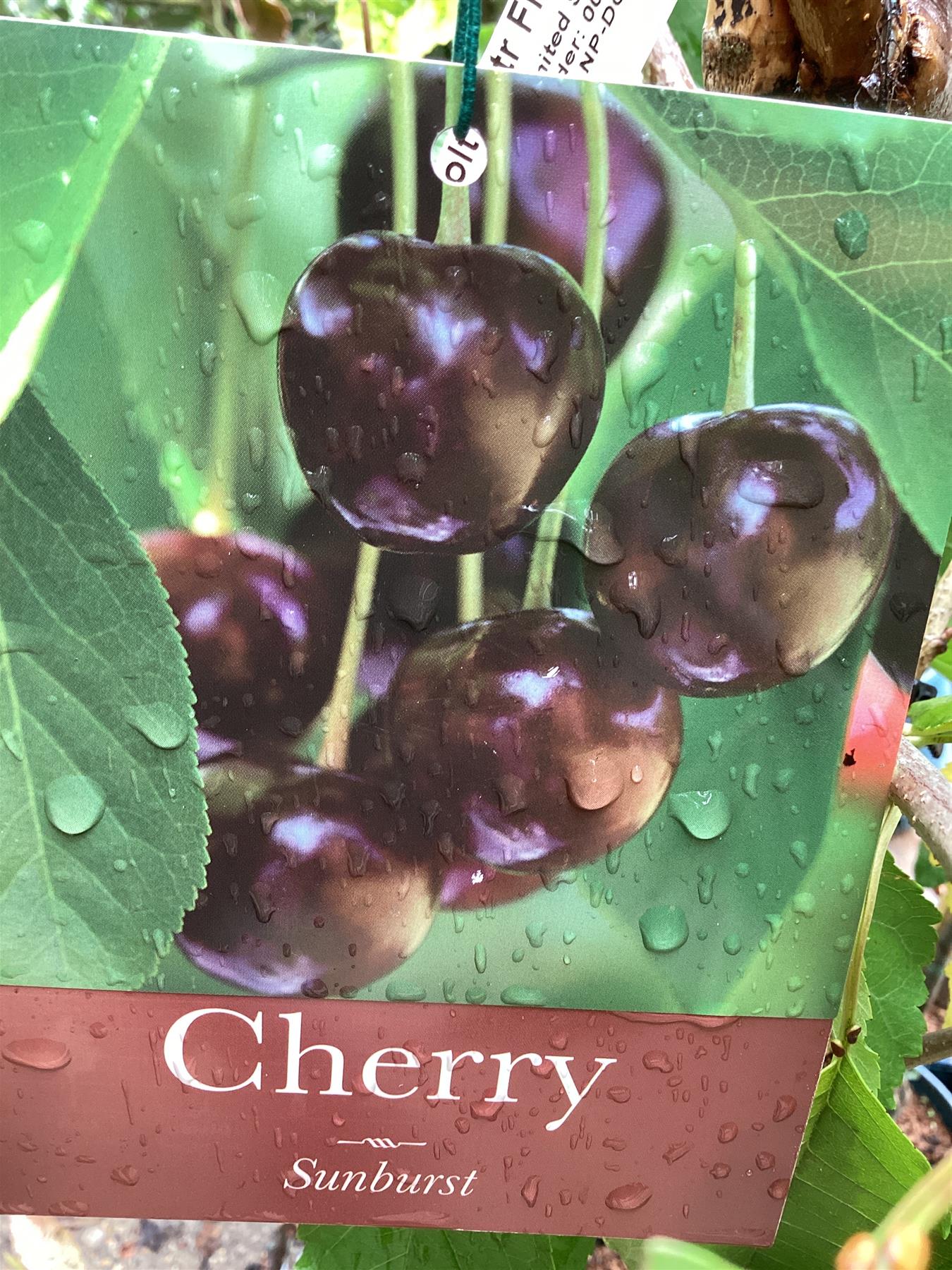 Cherry 'Sunburst' on Colt | Prunus Avium - Semi-Dwarfing - 160-170cm - 12lt