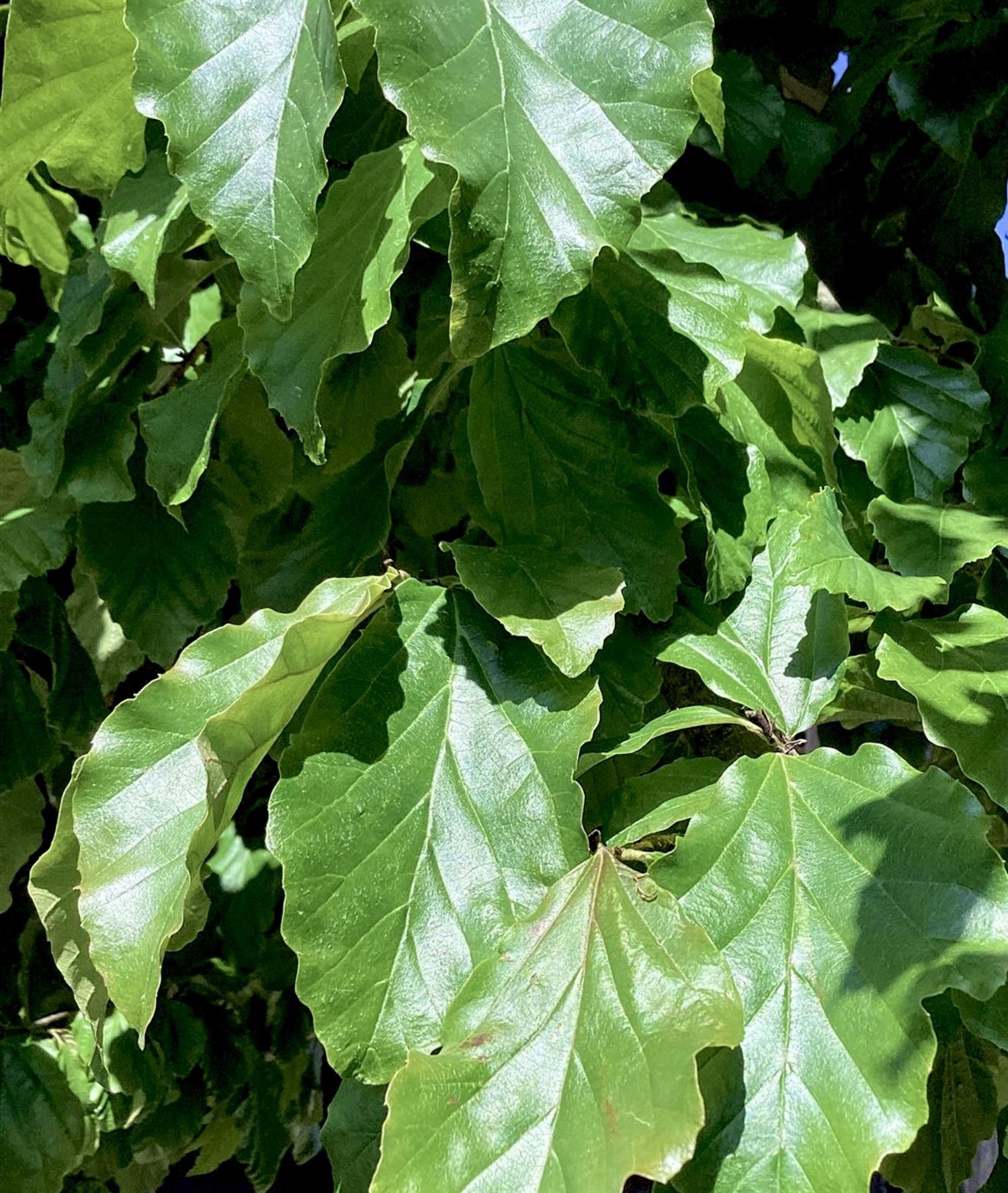 Parrotia Persica Multistem | Persian Ironwood - 400cm - 150lt