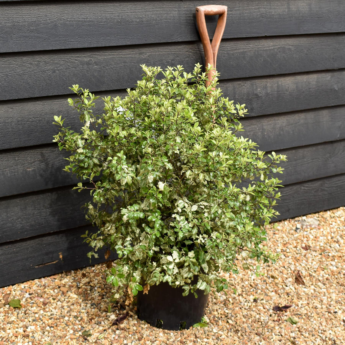 Pittosporum Irene Paterson - Height 40-60cm - 12lt