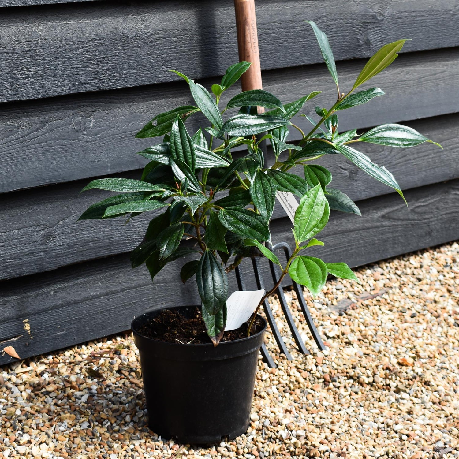 Viburnum davidii -  Shrub - Height 30-50cm - 5lt