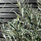 Olive Tree | Olea Europea 1/2 Std - 155-170cm, 70lt