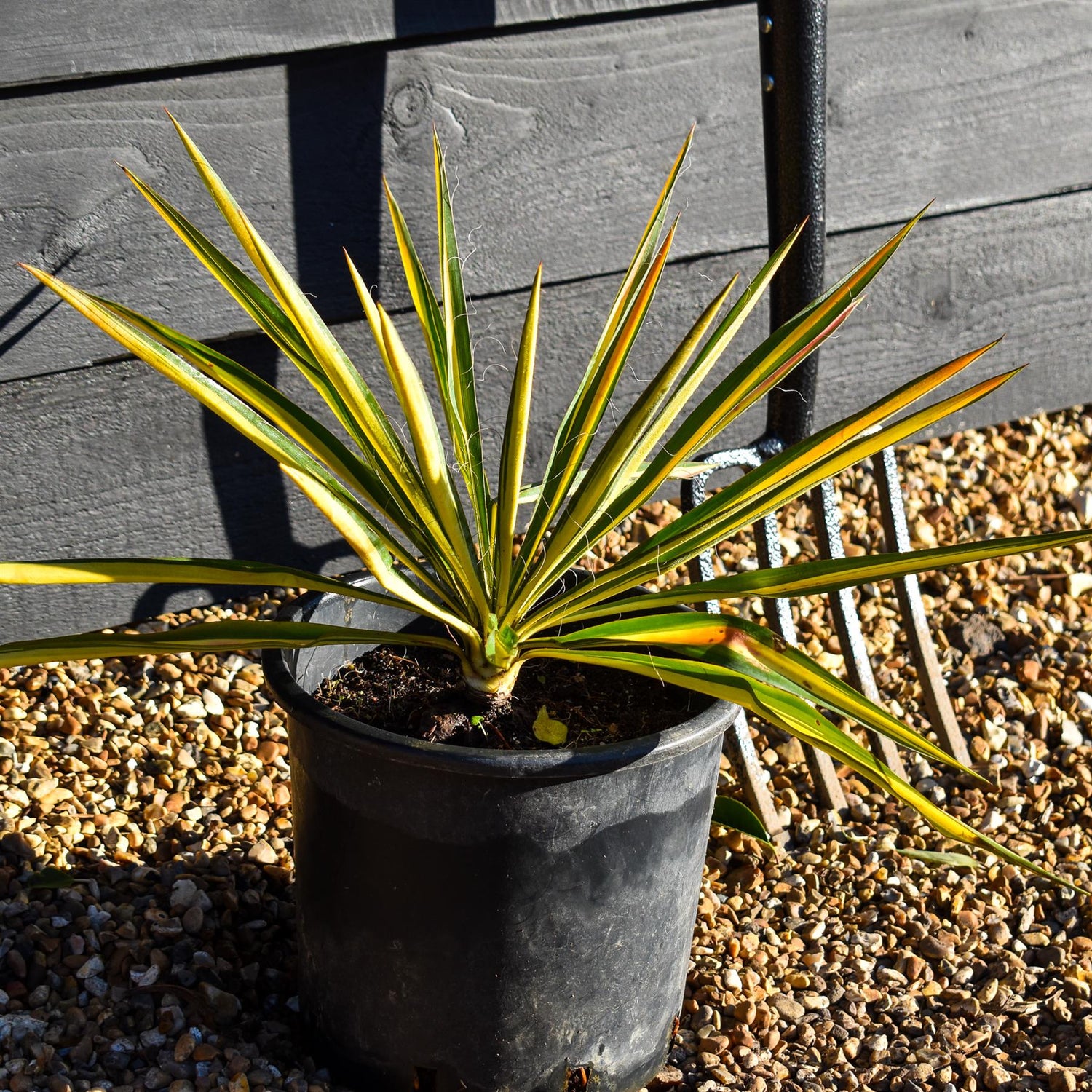 Yucca Filamentosa 'Colour Guard' | Adam's Needle 'Color Guard' - Height 40-50cm - 5lt