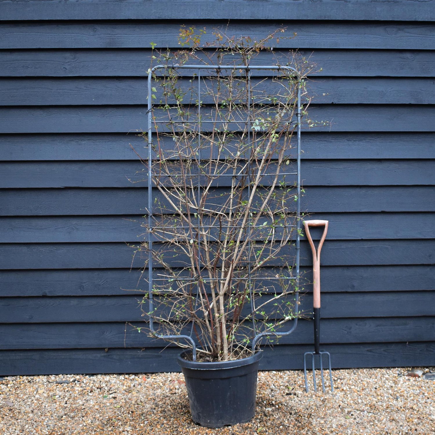 Abelia Grandiflora | Glossy Abelia - Frame 75cm x 130cm - Height 150cm - 35lt