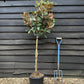 Magnolia grandiflora 'Little Gem'| Southern Magnolia - Clear Stem 90cm - Height 150-160cm - 15lt
