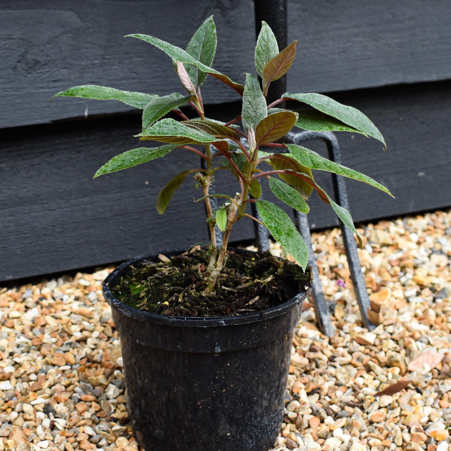 Hydrangea aspera 'Hot Chocolate' - Height 20-30cm - Bushy - 2lt
