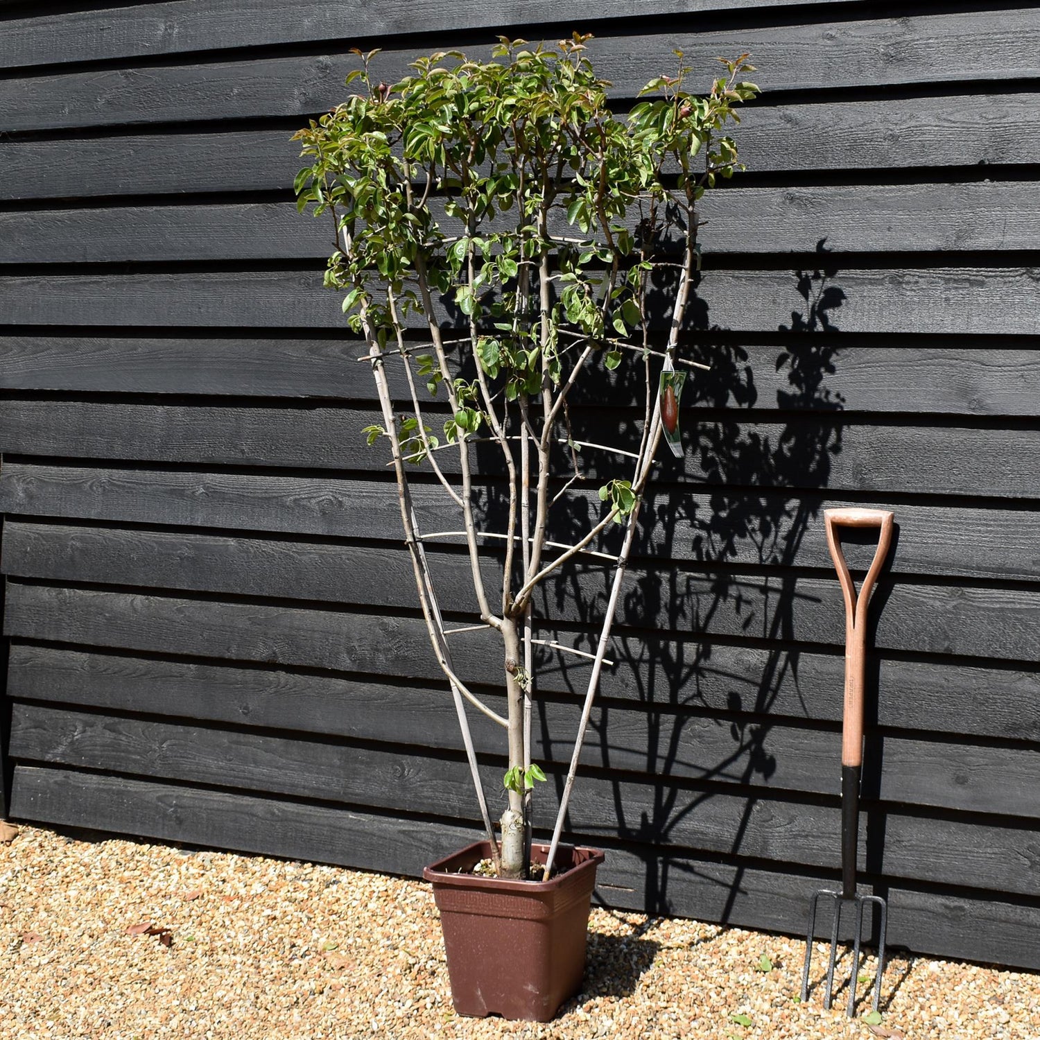 Pear tree 'William Rosso' | Pyrus communis  - Frame - Height 140-150cm - 15lt
