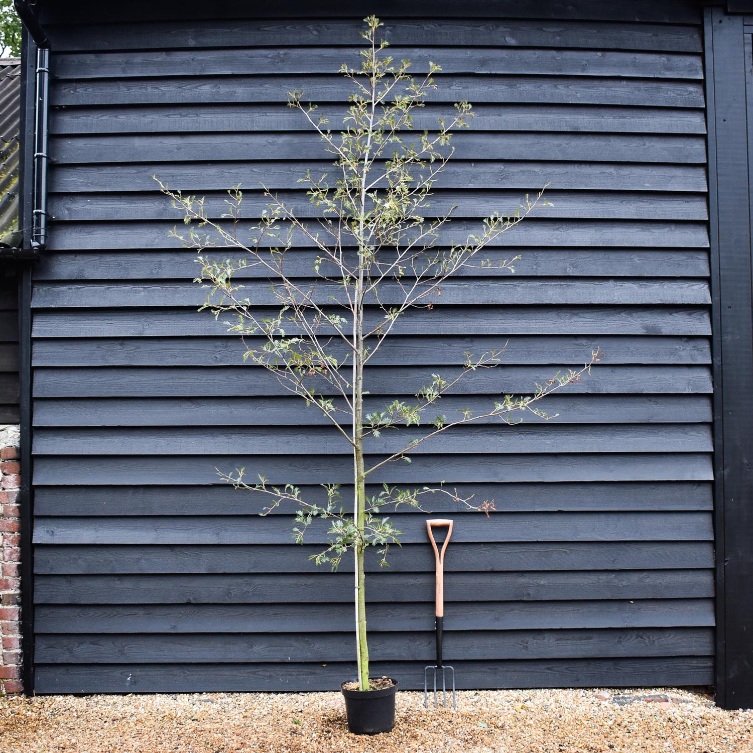 Cut Leaved Black Alder | Alnus Glutinosa Laciniata  - Feathered - Height 175-200cm - 10lt