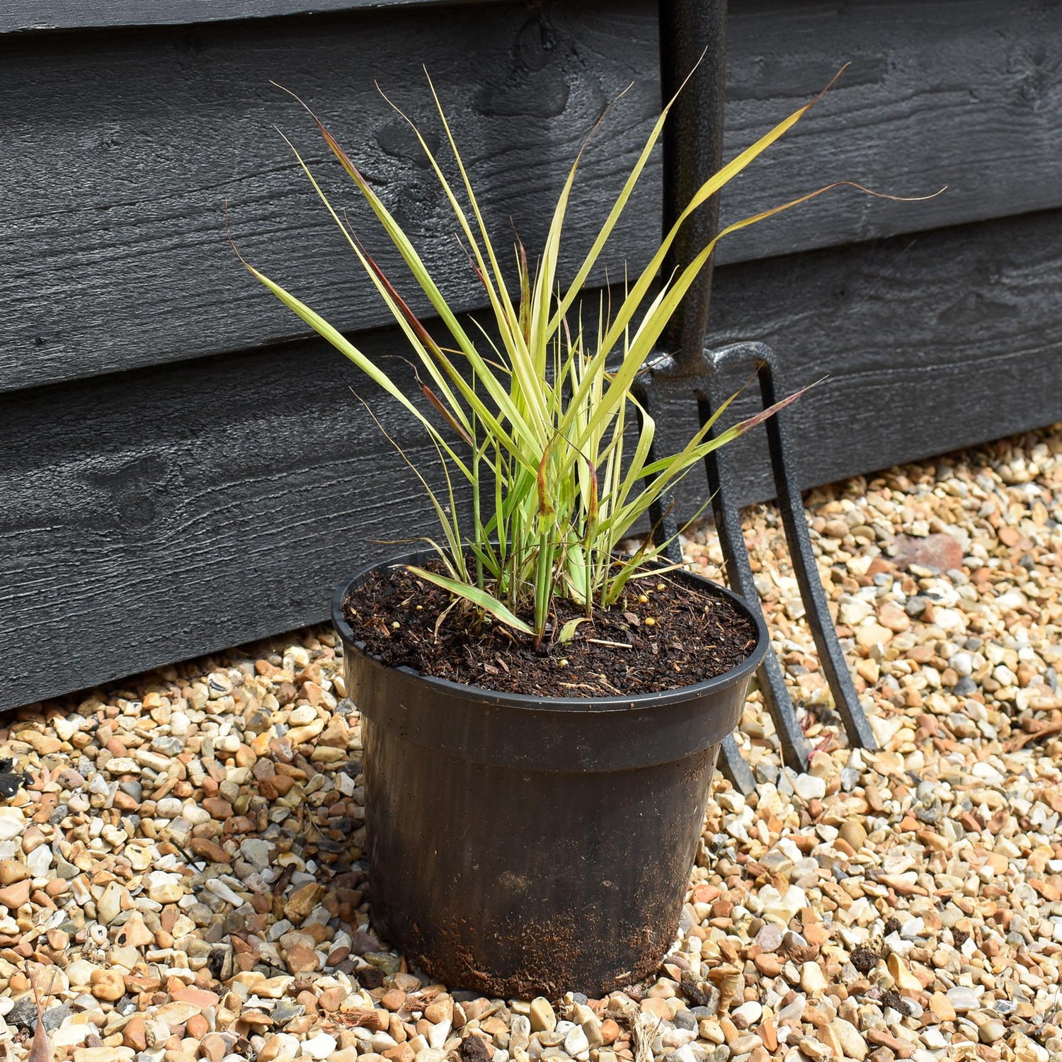 Panicum virgatum 'Shenendoah' - Grass - Perennial -3lt