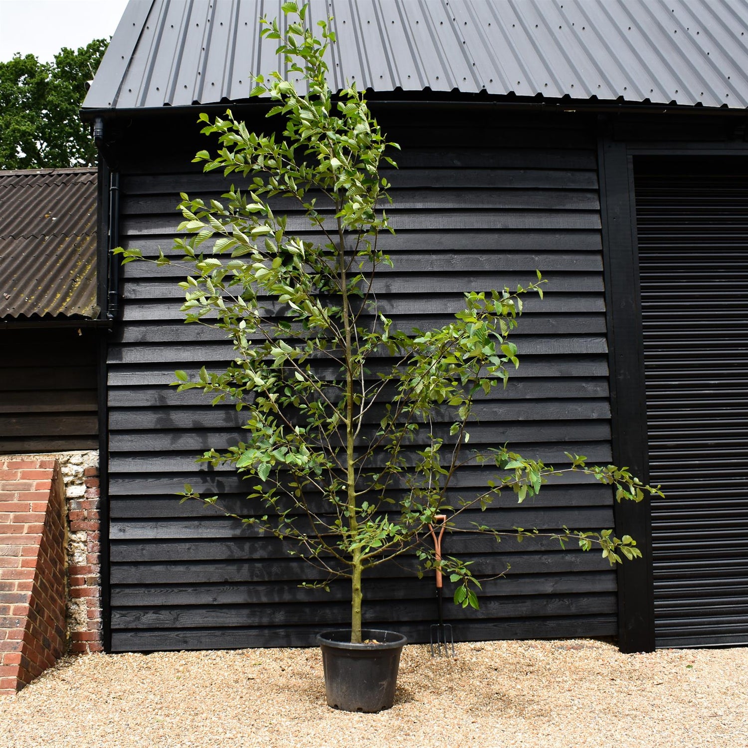 Red Alder | Alnus rubra - Height 300-350cm - Girth 10-12cm - 55lt