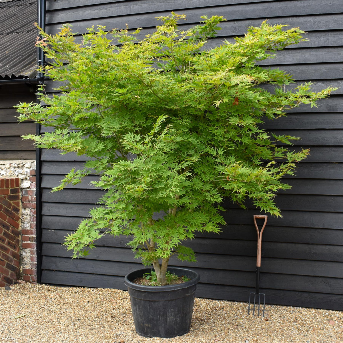 Acer palmatum 'Kogane Nishiki' | Japanese maple Golden Brocade - Specimen Tree - Height 220-230cm - 110lt