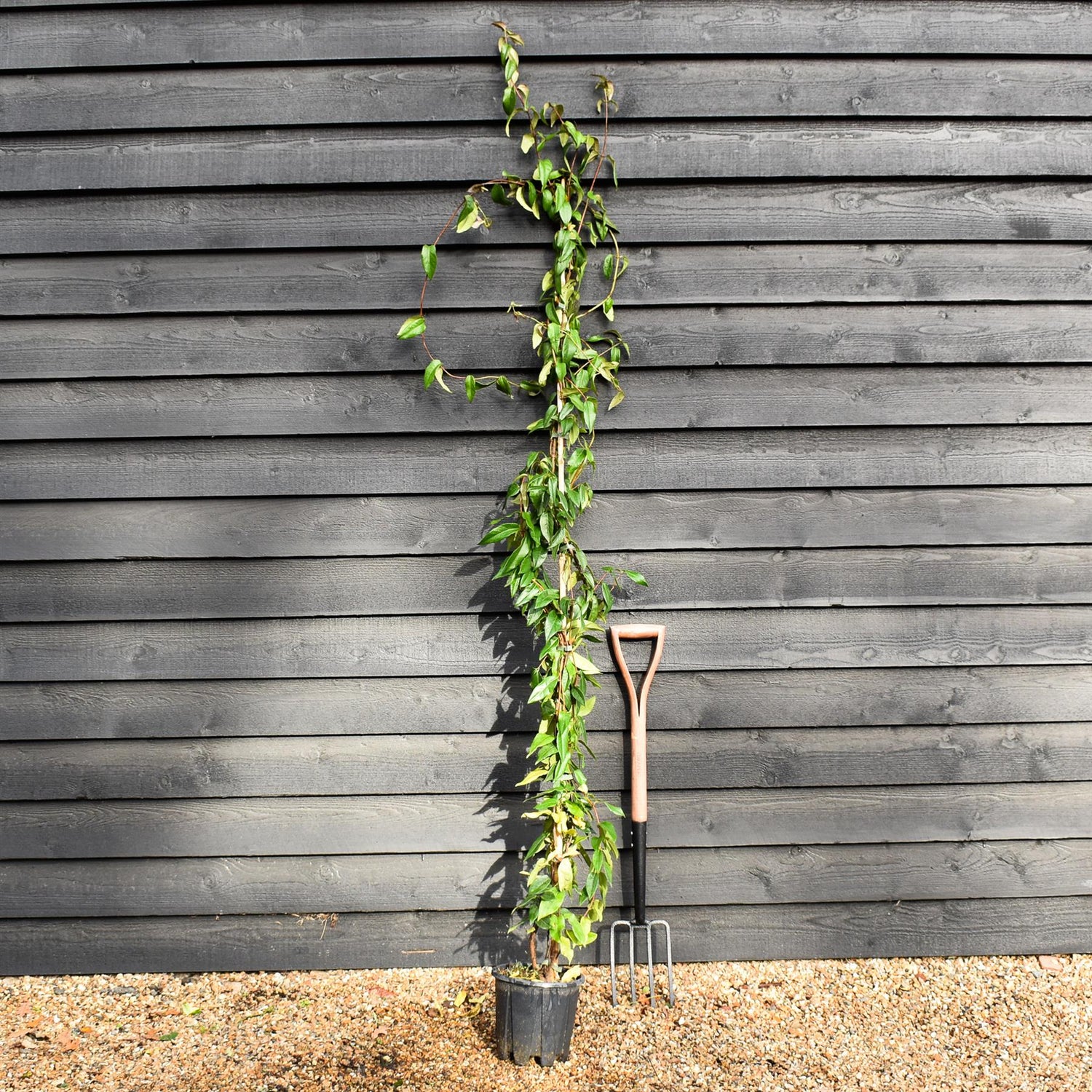 Lonicera 'Copper Beauty' - Evergreen Honeysuckle - Climber - Cane - Height 180-200cm - 9lt