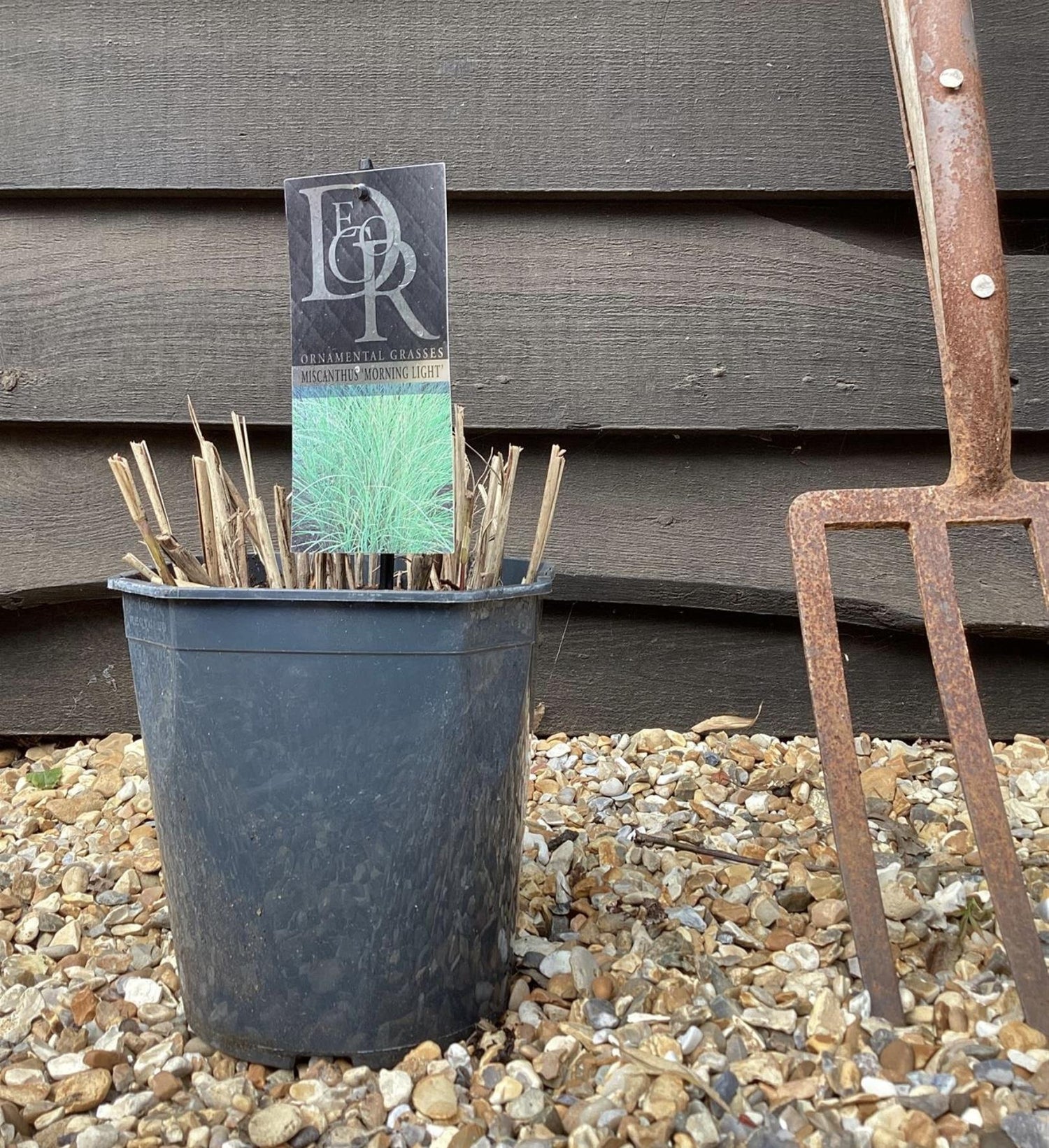 Miscanthus sinensis | Ornamental grass 'Morning Light' - 5lt