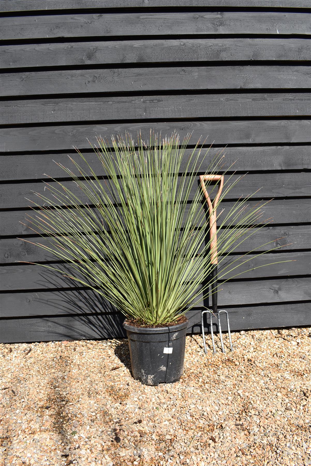 Dazylirion Serratifolium | Sandpaper Sotol - Height 90cm - 12lt