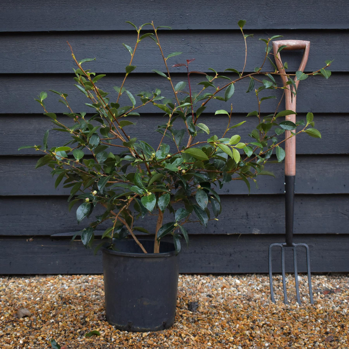 Camellia sasanqua 'Winter's Snowman' - 60-70cm - 12lt