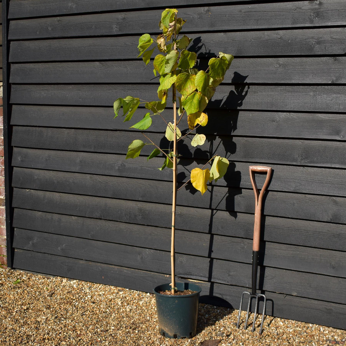Cercis canadensis 'Hearts of Gold' - Height 160-180cm - Bushy - 12lt