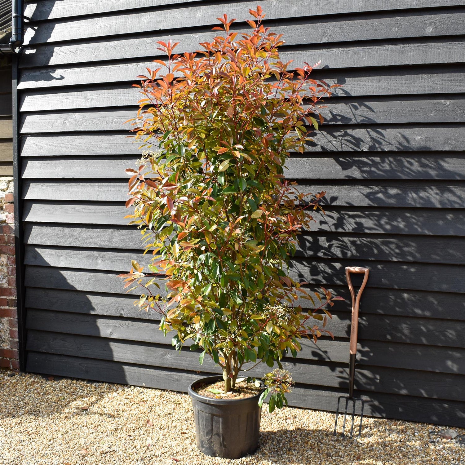 Photinia x fraseri Red Robin - Bush - Height 230-270cm - 35lt
