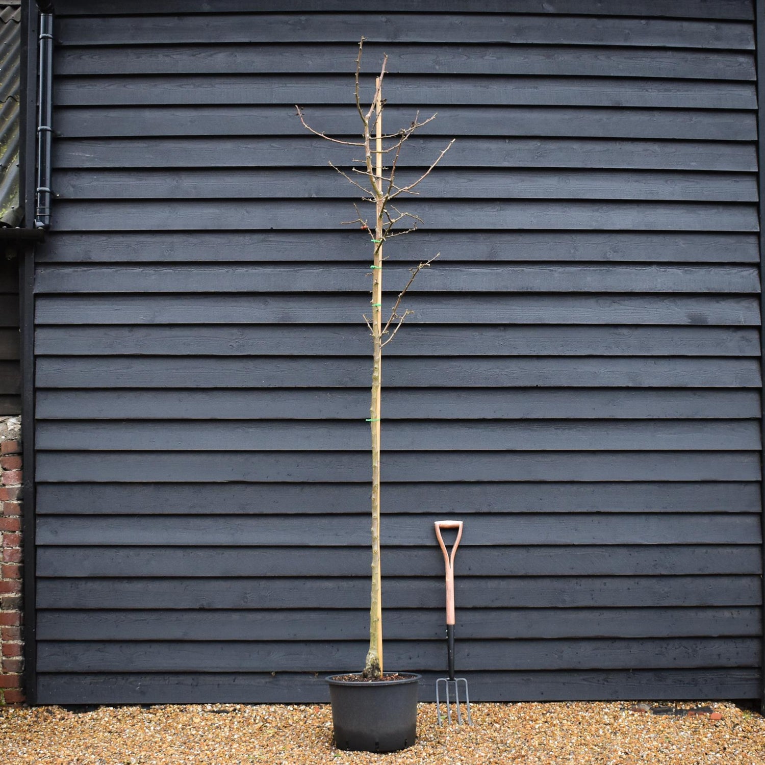 Flowering Crab Apple Tree | Malus 'Golden Hornet' -  Clear Stem - Height 250-300cm - Girth 6-8cm - 45lt