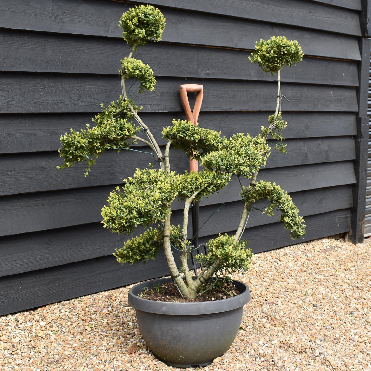 Ilex crenata 'Kinme' - Bonsai - Clouds - Multistem - Height 110-130cm - Bowl - 30lt