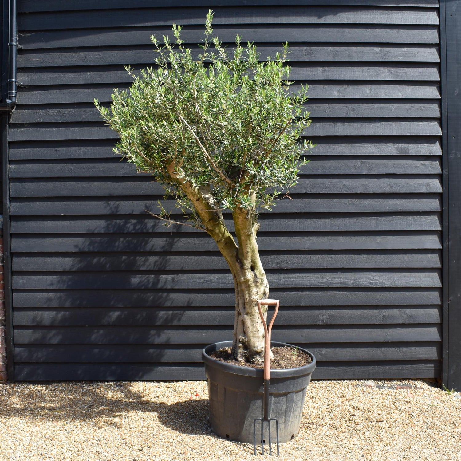 Olive Tree |Olea Europea - Trunk height 80cm - Height 200-210cm - 180lt