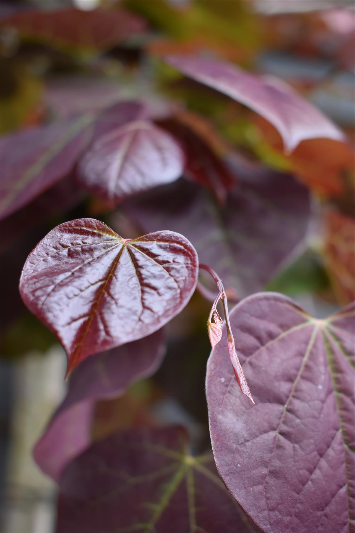 Cercis canadensis 'Ruby Falls' | Judas Tree - Height 180-200cm - Clear Stem - 20lt