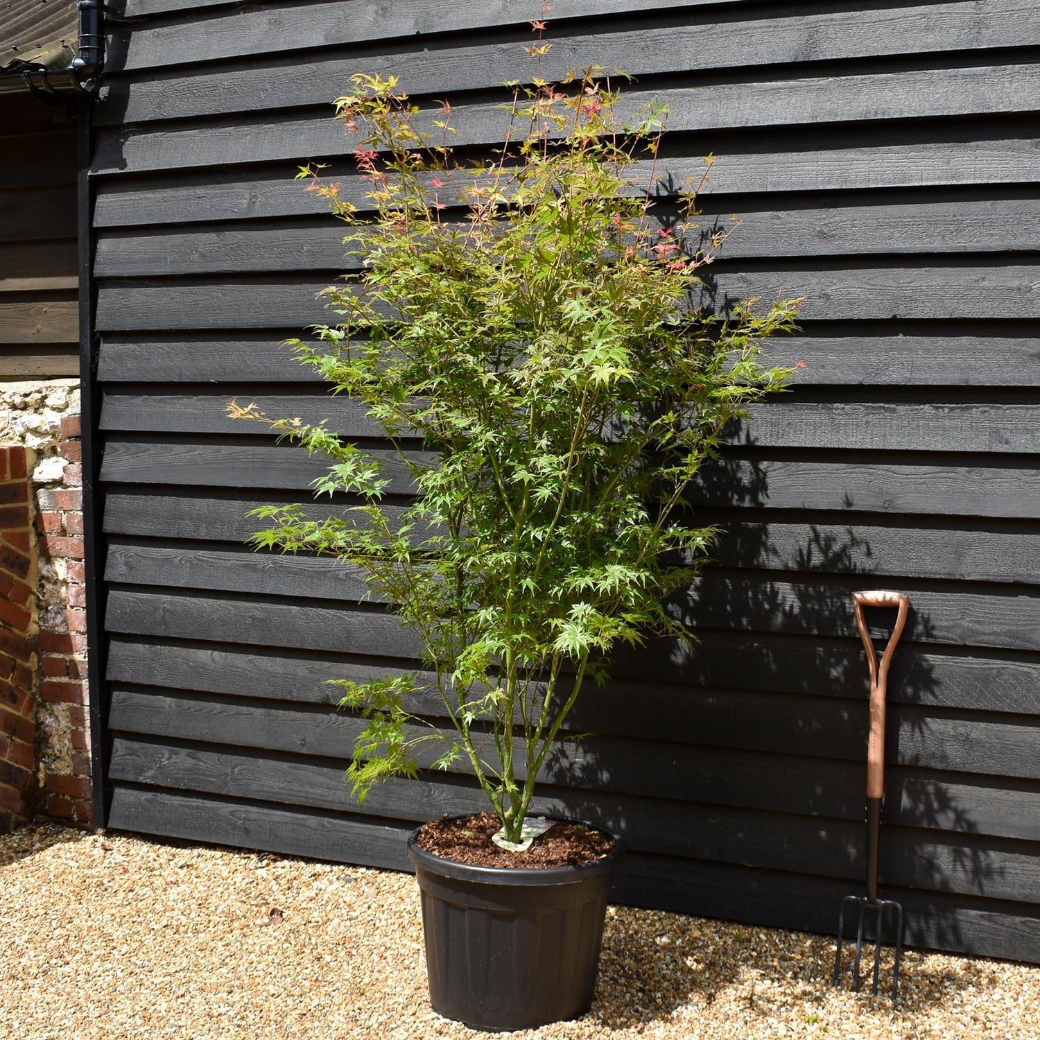 Acer palmatum 'Phoenix' | Japanese maple 'Phoenix' - Bushy - 180-200cm - 55lt