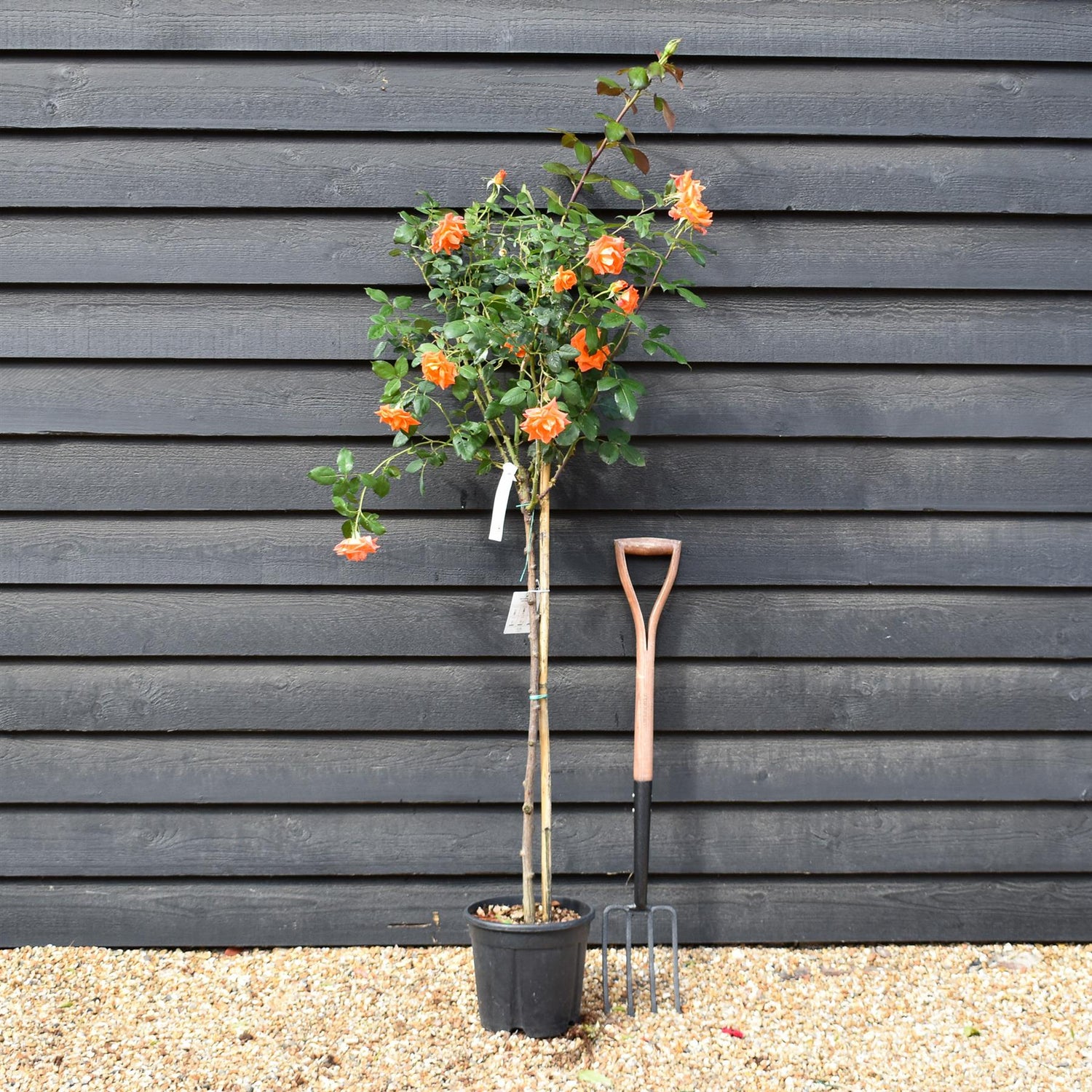 Rose 'Albicocca Sfumato Rame' - Clear Stem 80-90cm - Height 130-160cm - 18lt