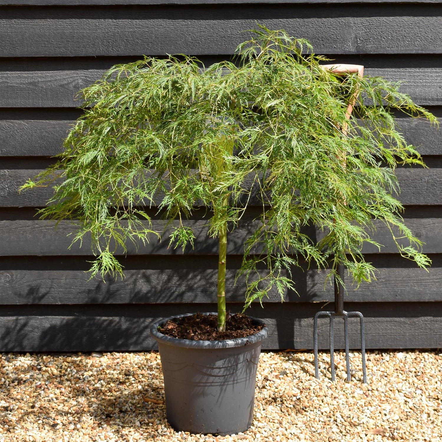 Weeping Japanese maple 'Dissectum' | Acer palmatum 'Dissectum' -  Clear Stem 50cm - Height 80-90cm - 15lt
