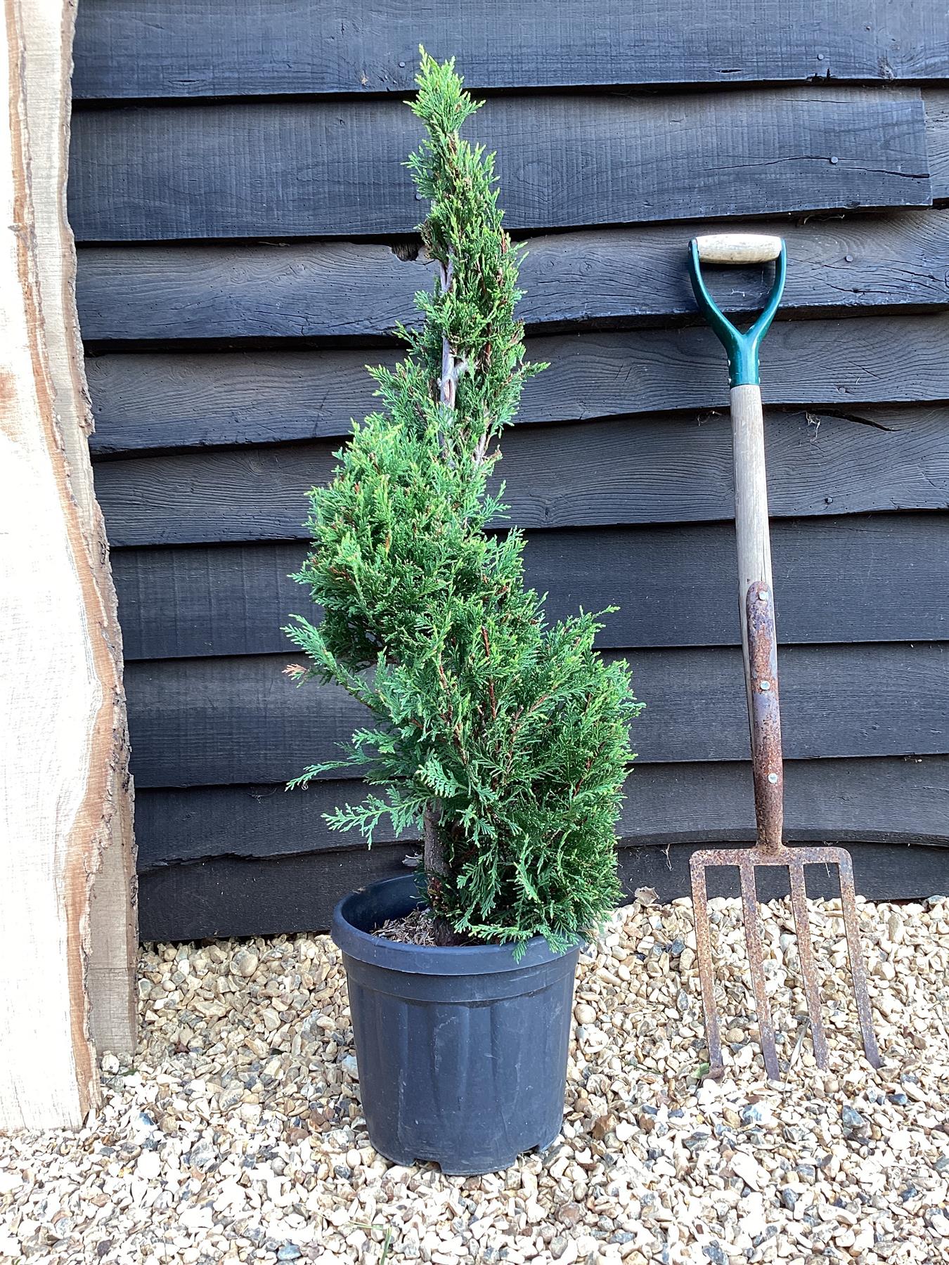 Cupressocyparis leylandii 'Castlewellan Gold' - Spiral - 10lt