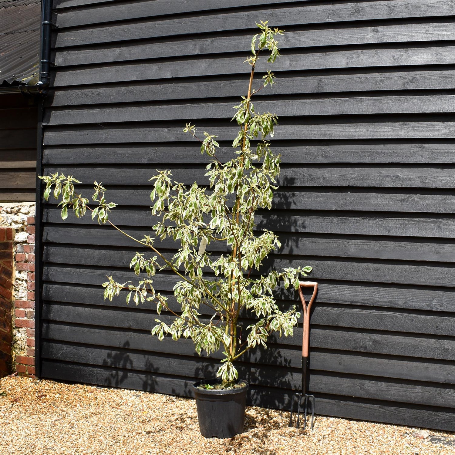 Cornus controversa 'Variegata' | Wedding Cake Tree -  Feathered - Height 190-210cm - 25lt