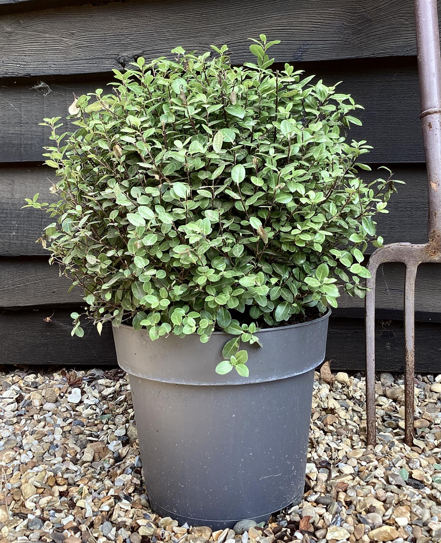 Pittosporum tenuifolium 'Golf Ball' - 30cm - 10lt