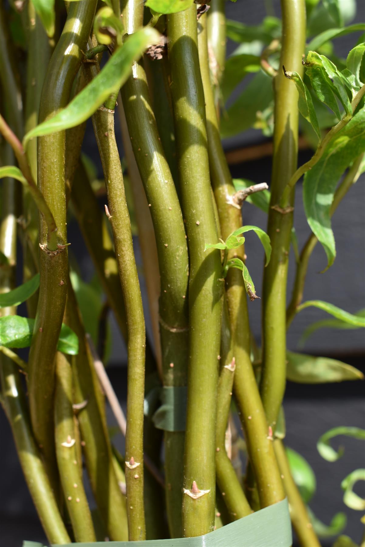 Salix matsudana Tortuosa | Wiggerly Willow - Tree - Height 180-220cm ...
