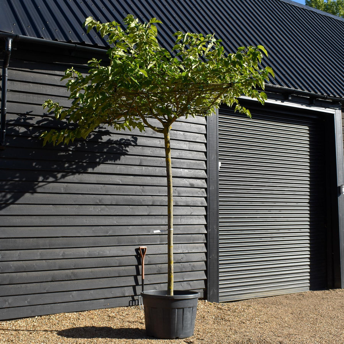 Morus Alba | White Mulberry - Pleached Parasol - Girth 16-18cm - Height 230cm  - 150lt