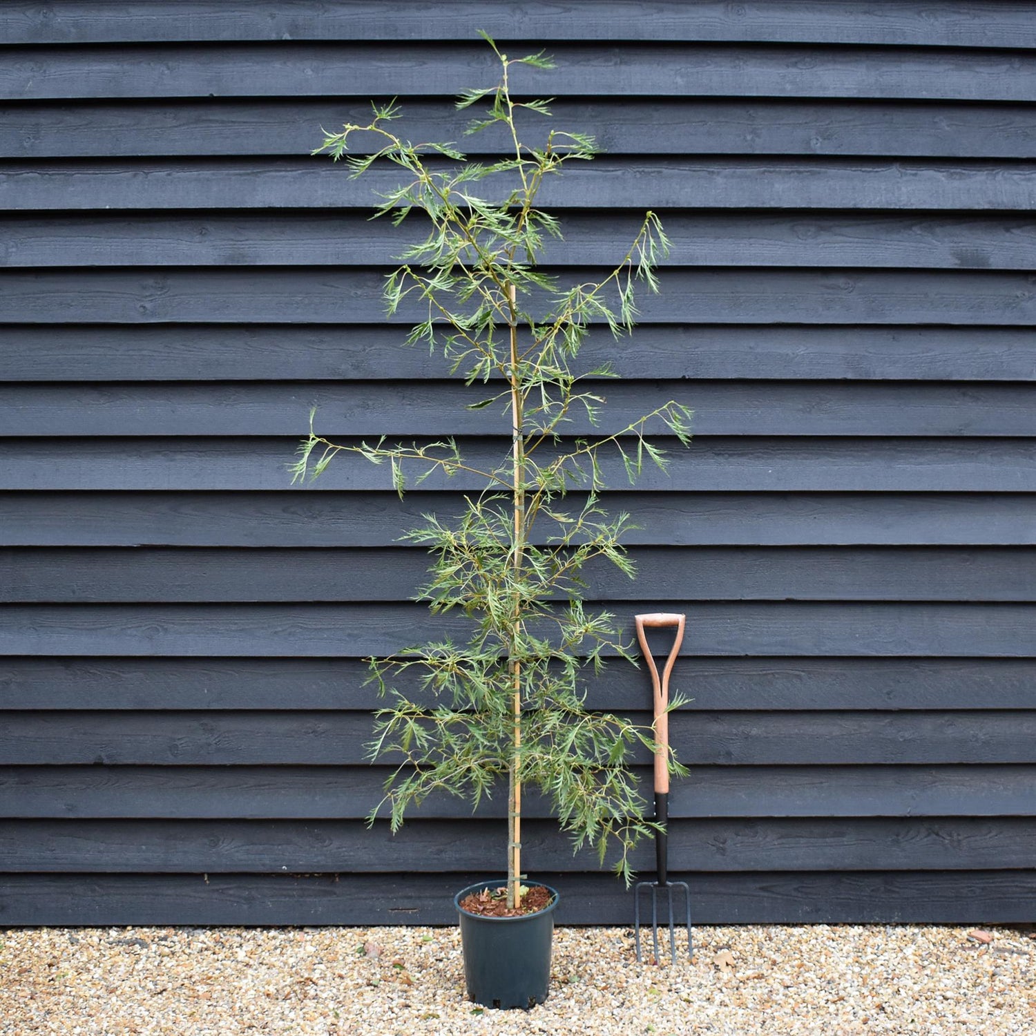 Alnus Glutinosa Imperialis - Alder Imperialis - Height 220-260cm - 12lt
