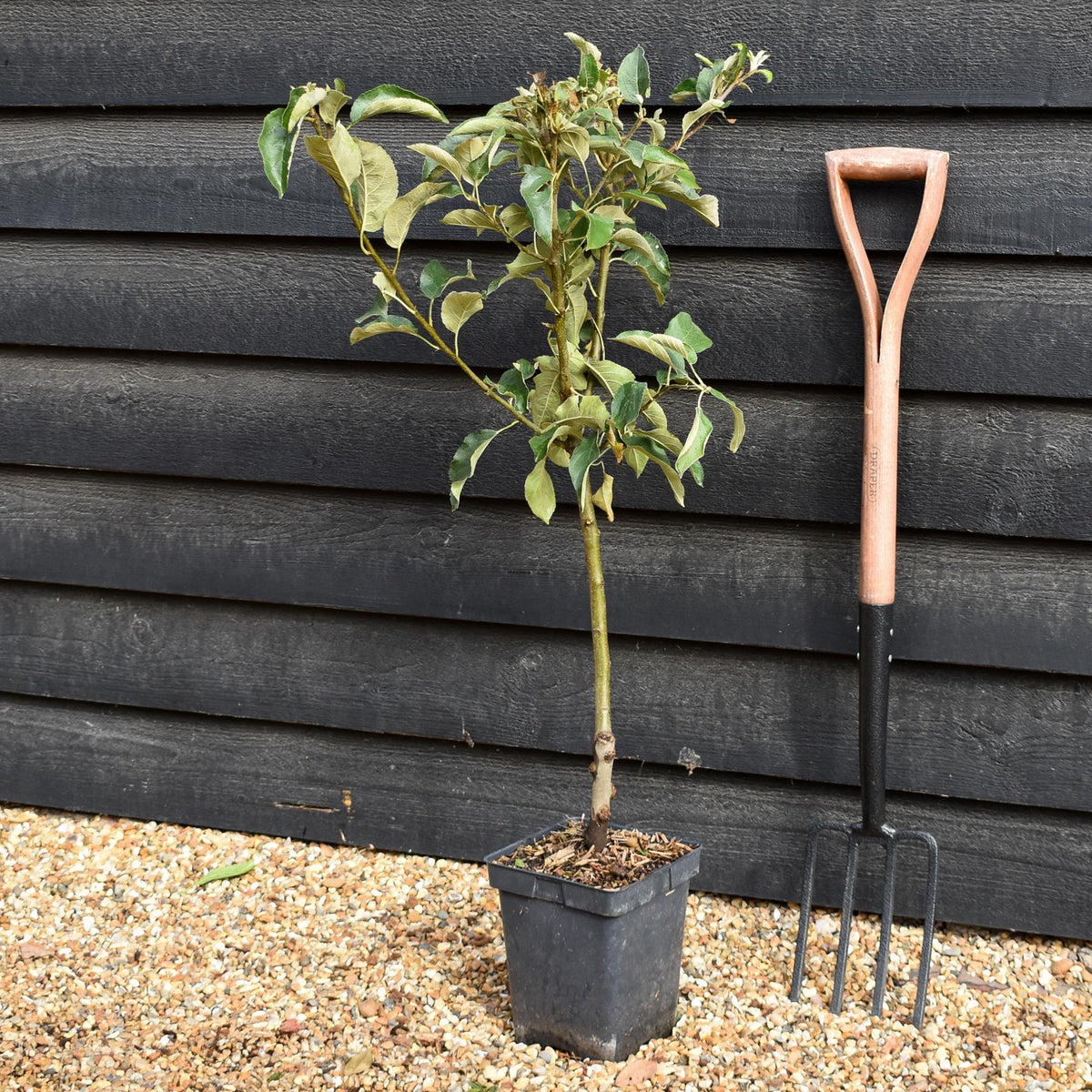 Apple tree 'Granny Smith' | Malus Domestica - Patio Rootstock - Height 80-100cm - 7lt