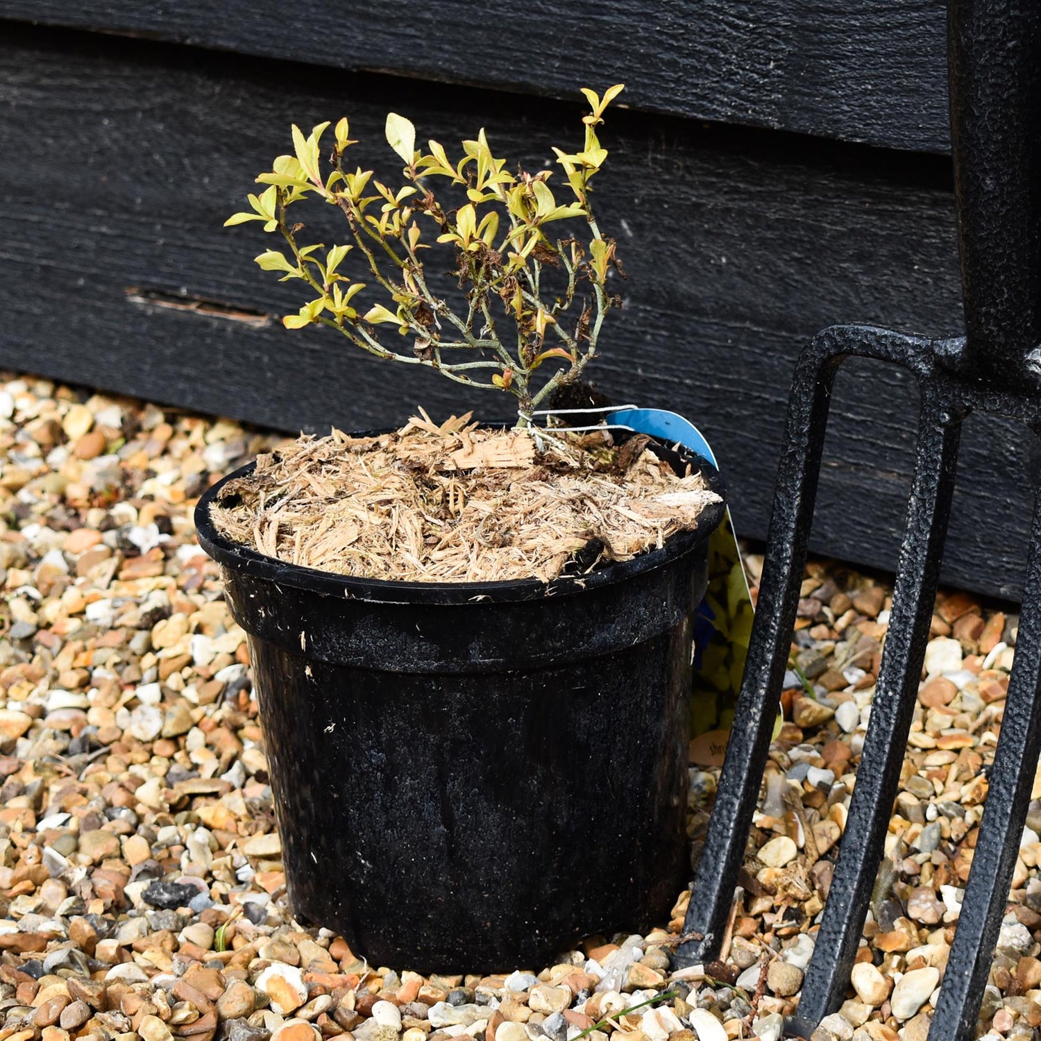 Ceratostigma willmottianum Sapphire Ring - Height 15-20cm - 2lt