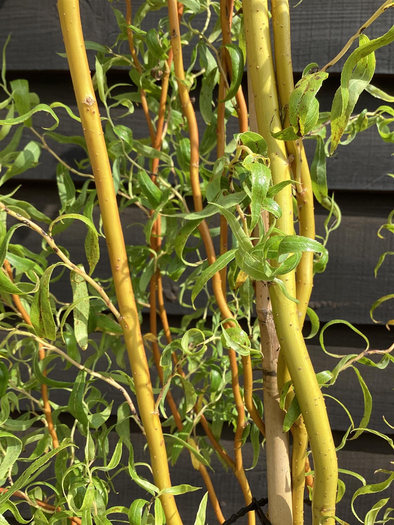Salix x sepulcralis 'Erythroflexuosa' | Willow 'Erythroflexuosa' - 150-200cm, 10lt