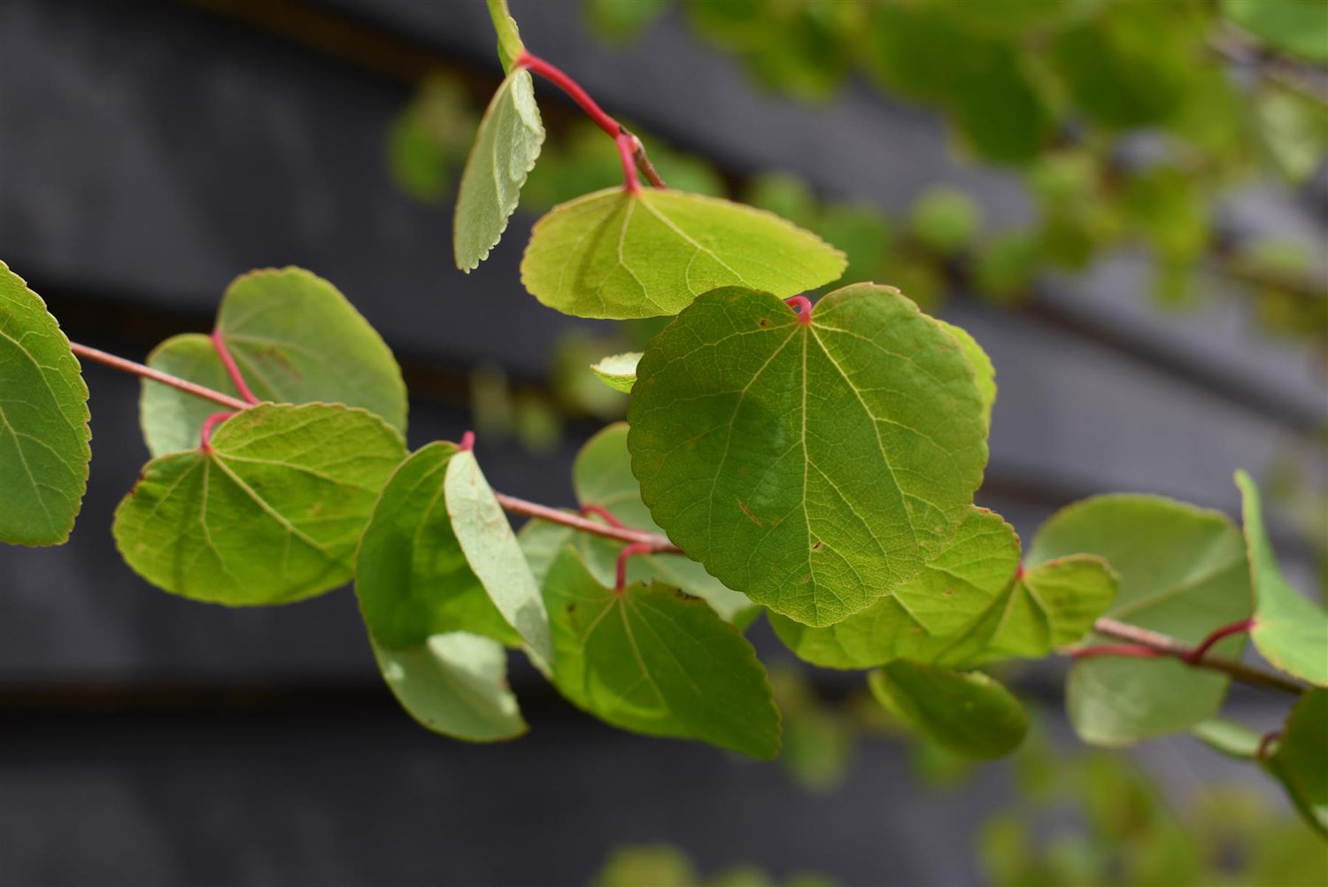 Cercidiphyllum japonicum | Japanese Katsura Tree - 230-250cm, 80lt