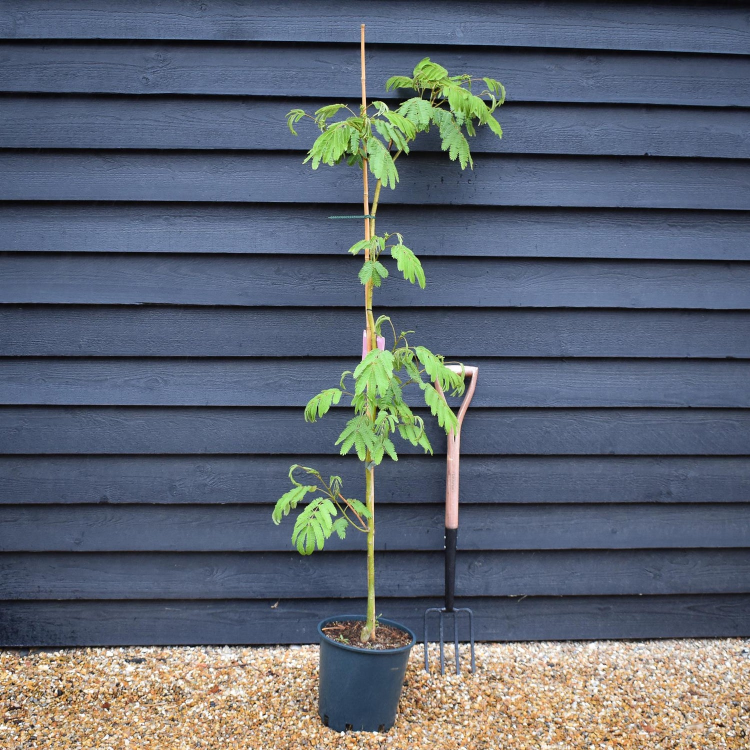 Albizia julibrissin Omberella  | Silk Tree - Height 140-150cm - 12lt