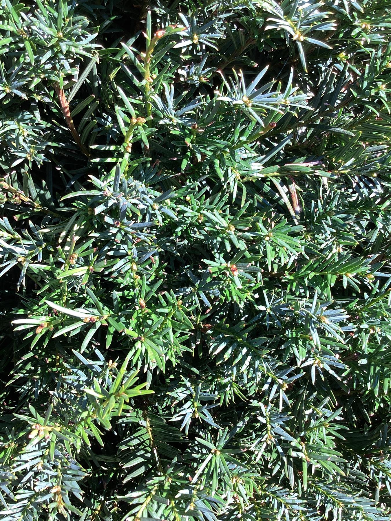 Taxus baccata - Cone - 270-280cm, 150lt