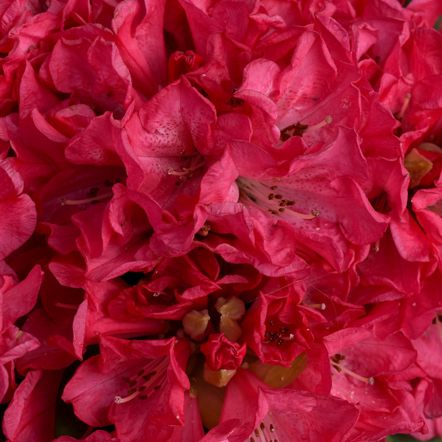 Rhododendron 'Ana' - Shrub - Height 65-75cm - Width 80-90cm - 15lt