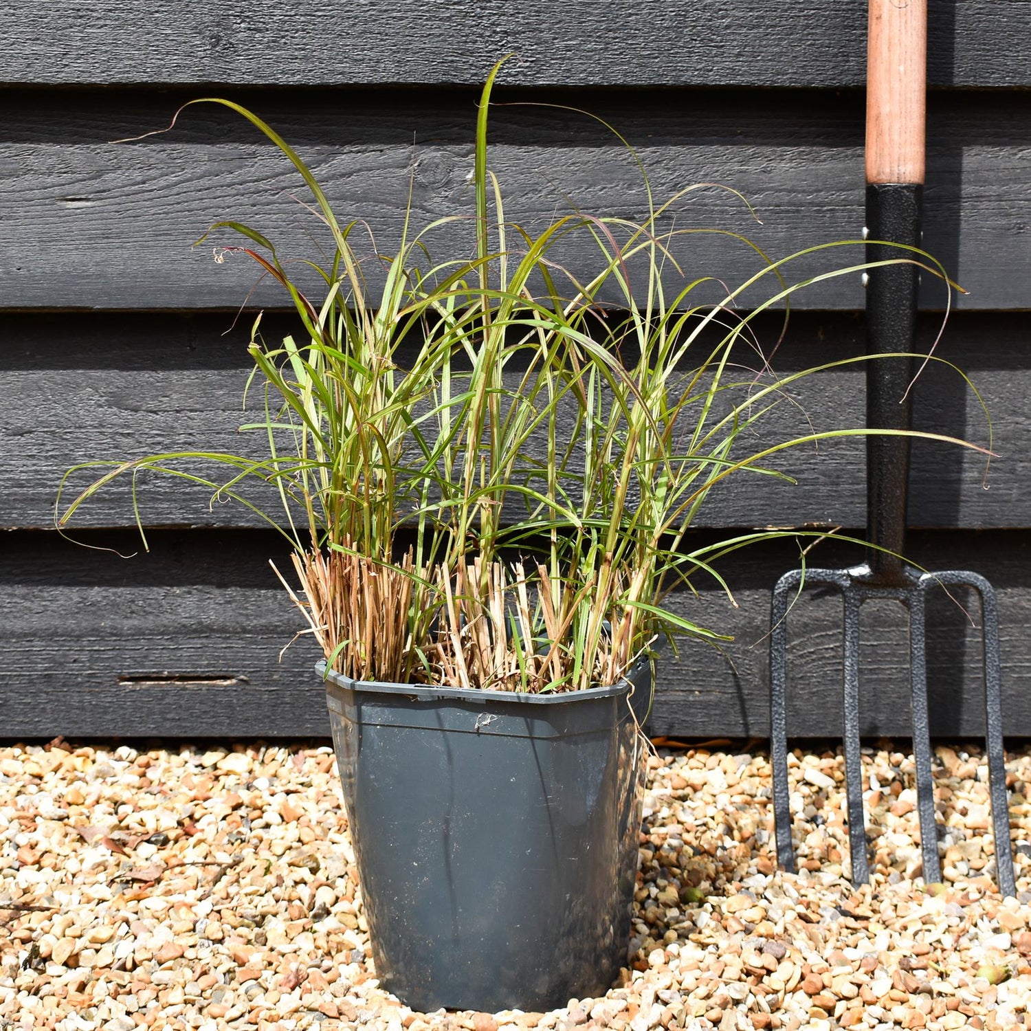 Miscanthus sinensis 'Red Chief' - Grass - Deciduous Perennial - 5lt