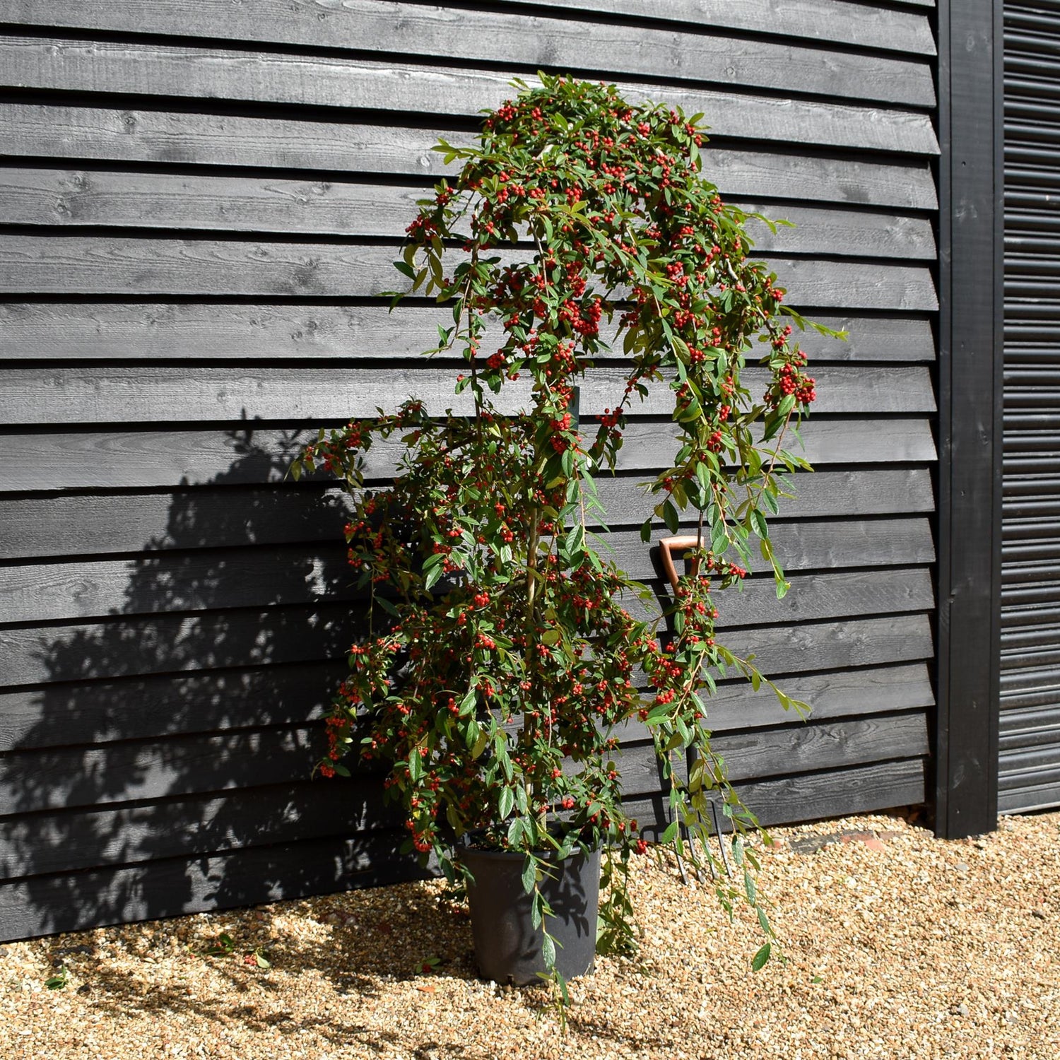 Cotoneaster 'Hybridus Pendulus' - Weeping Tree - Height 160-180cm - 50lt