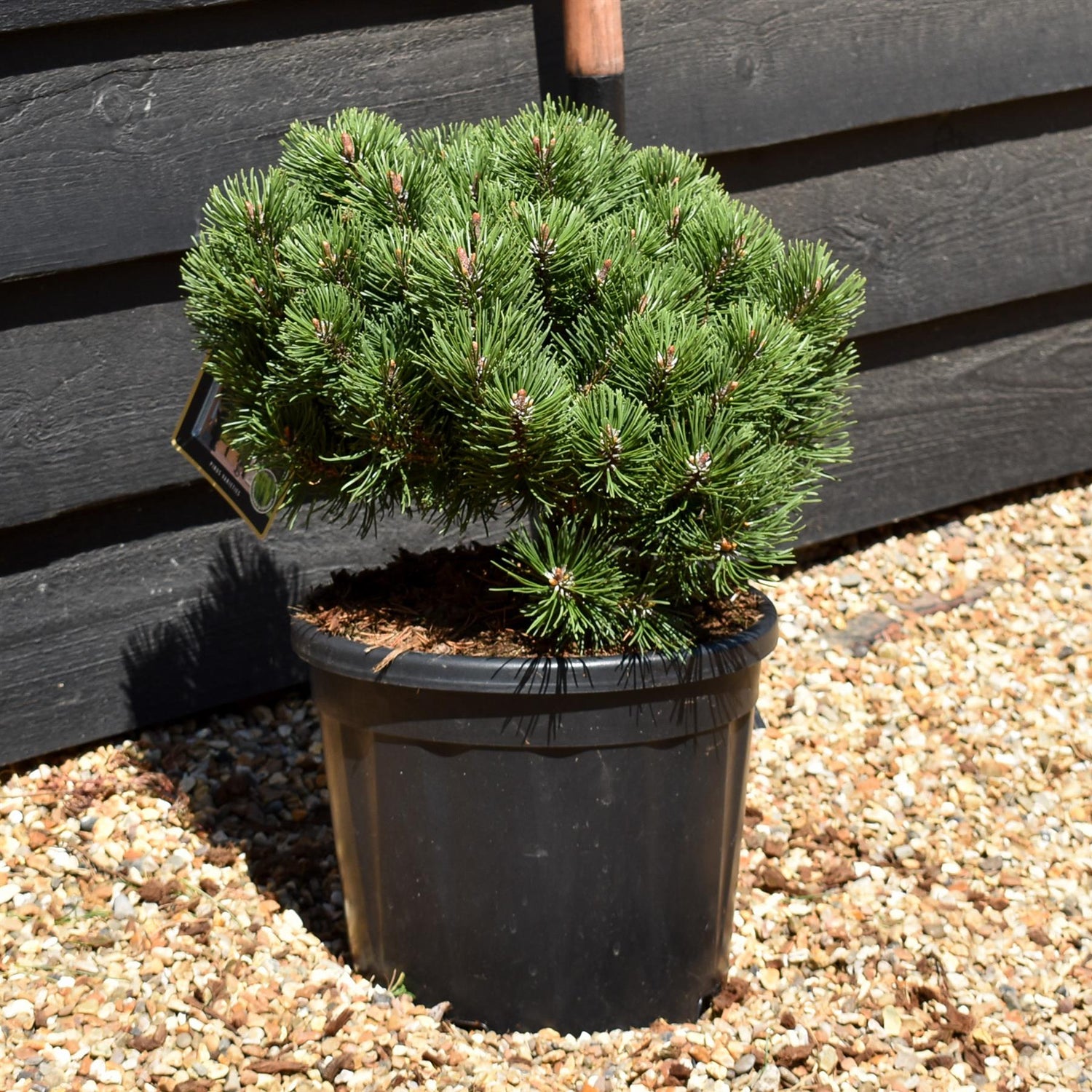 Pinus Mugo 'March' | Dwarf Mountain Pine - Height 40-50cm - Width 30cm - 11lt
