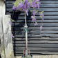 Wisteria sinensis | Chinese wisteria - 240-250cm, 25lt