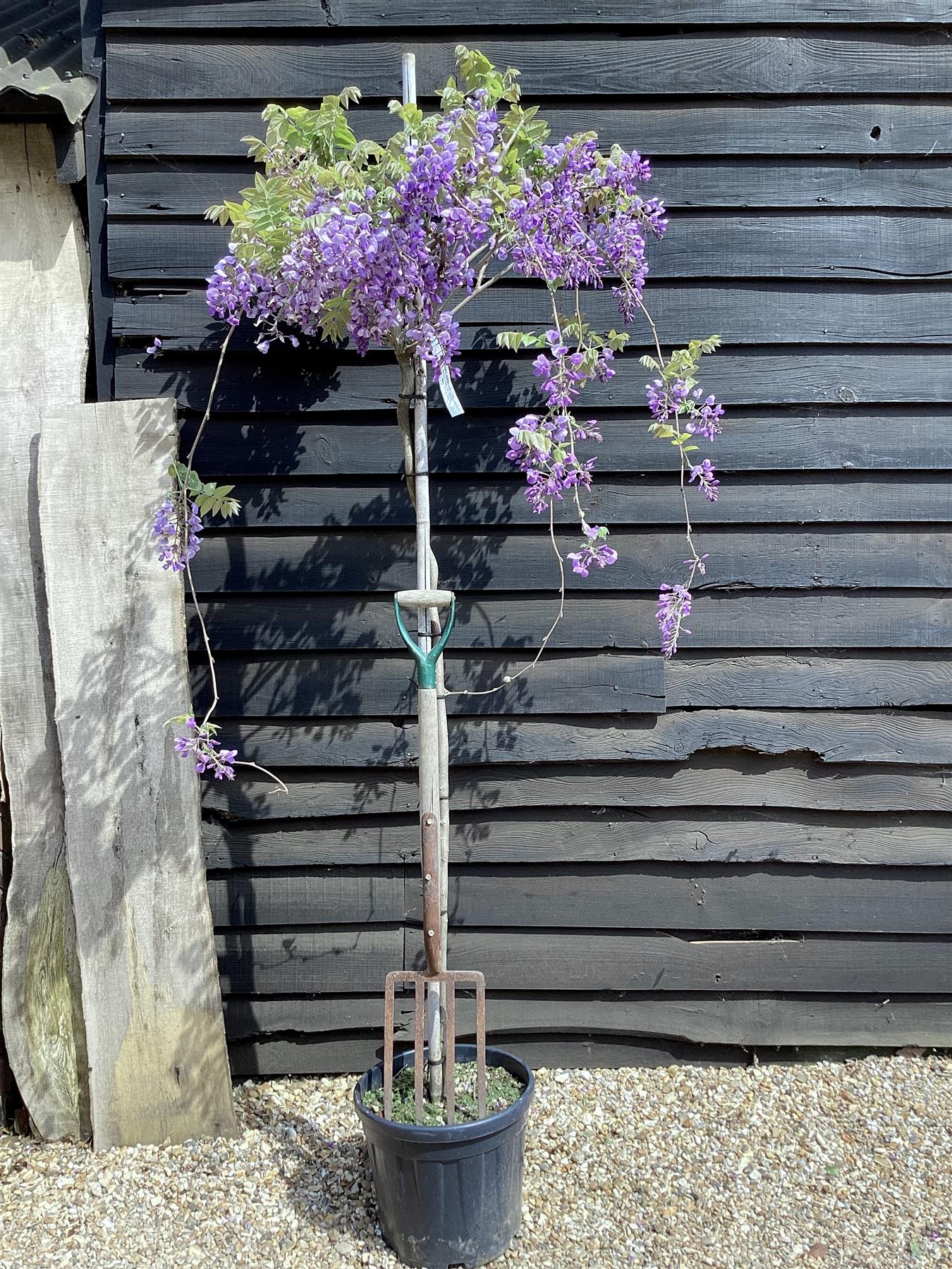 Wisteria sinensis | Chinese wisteria - 240-250cm, 25lt